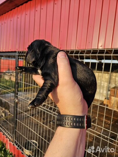 Русский охотничий спаниель щенки