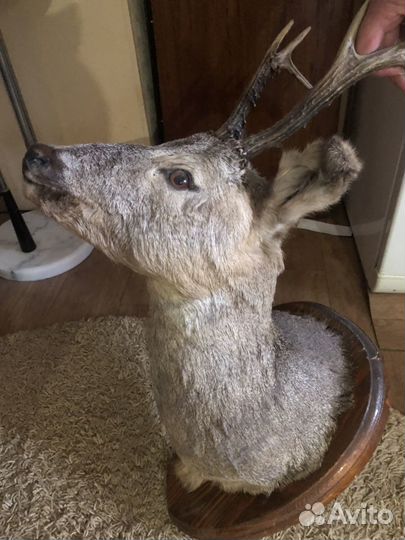 Чучело косули