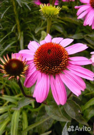 Эхинацея пурпурная