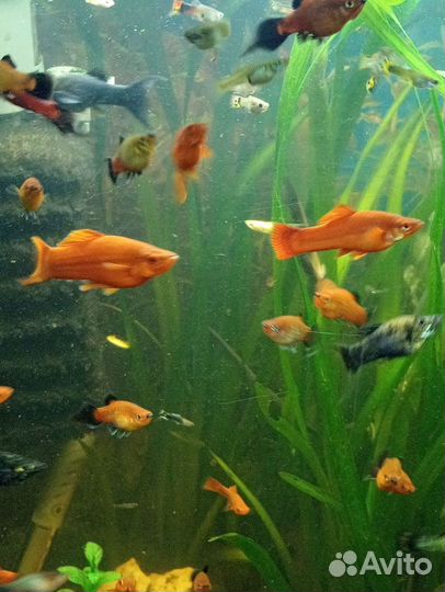 Рыбки аквариумные разные