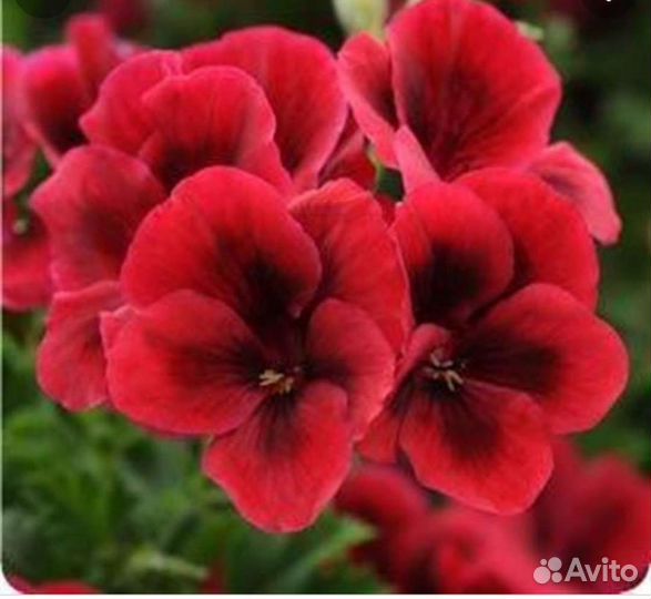 Пеларгония герань королевская
