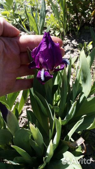 Карликовый ирис