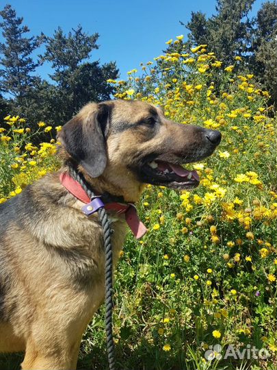 Очаровательный парень Душа ищет дом