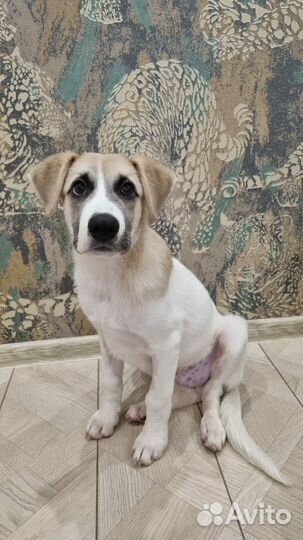 Собаки бесплатно