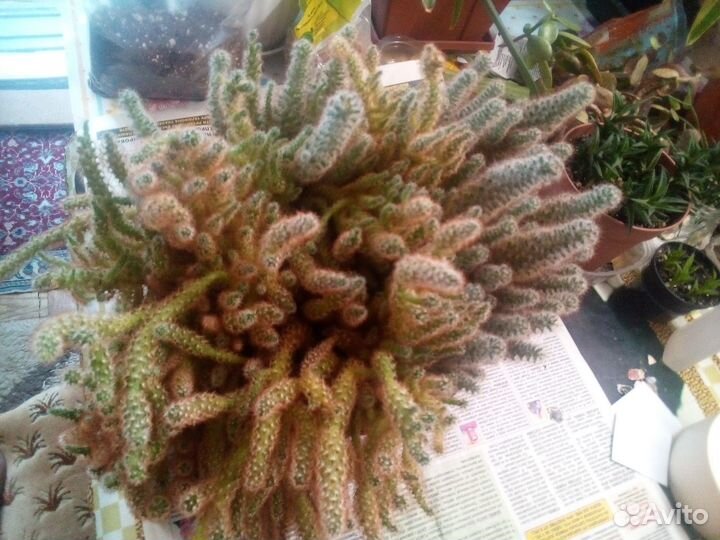 Продам цветы комнатные