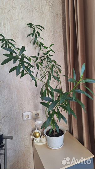 Цветы домашние в горшках