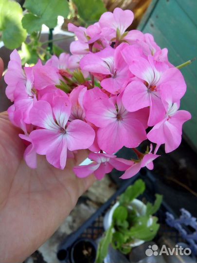 Пеларгония герань