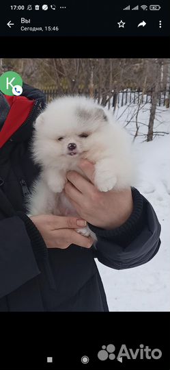 Померанский шпиц