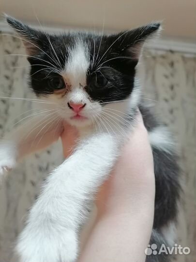 Отдам в добрые руки