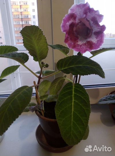 Глоксиния цветущая