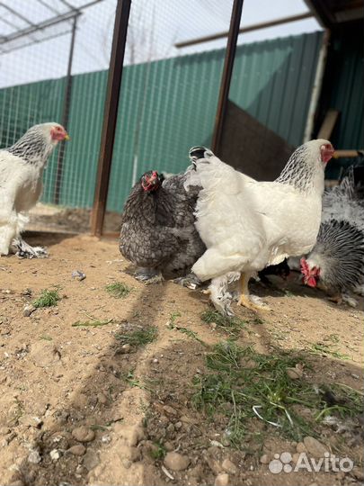 Инкубационное яйцо брама