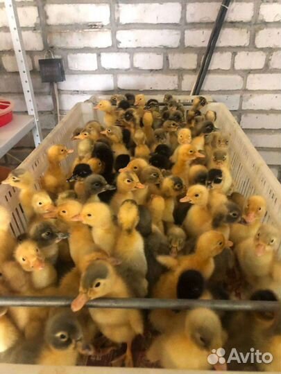 Мулард, утята, гуси