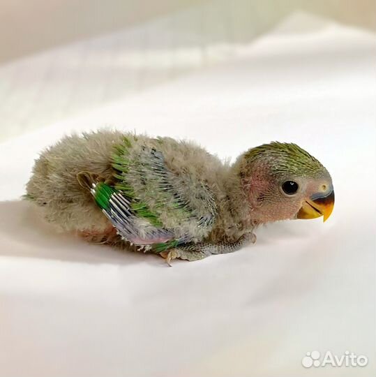 Неразлучники