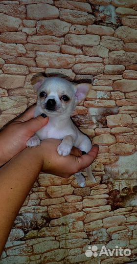 Щенки чихуахуа