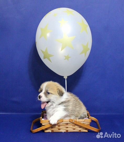Вельш корги пемброк
