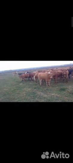 Бычки и телки породы Герефорд и Лимузин