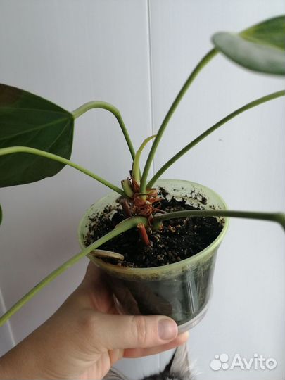 Антуриум зизу