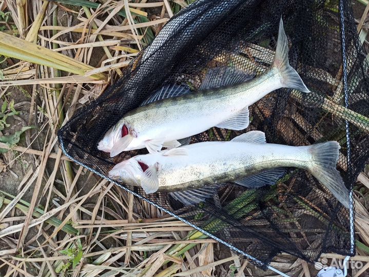 Муссон 3000+хенкай 6