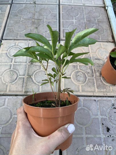 Пион Марьин корень, хоста