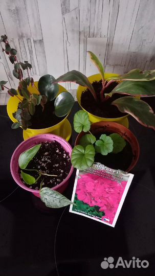 Продам цветы