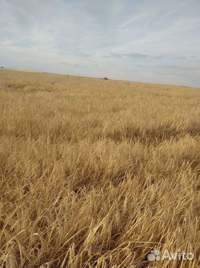 Зерно пшеница ячмень