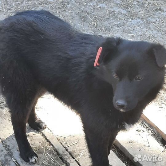 Собачка-девочка Дина)