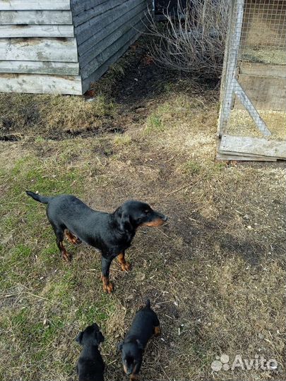 Продам щенка ягдтерьера