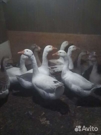 Гуси крупный серый и Линда