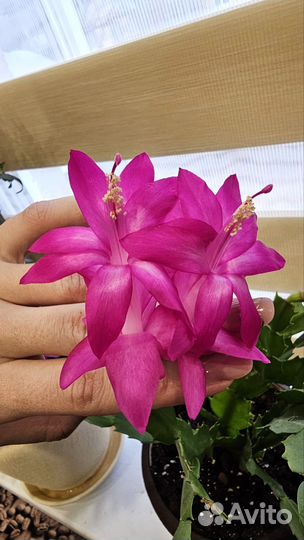 Декабрист шлюмбергера сортовой