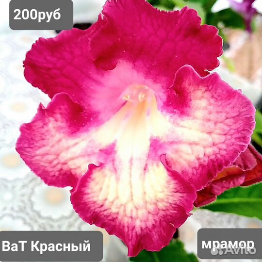 2. Стрептокарпусы сортовые