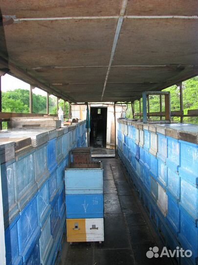 Пчелопавильон с пчелами