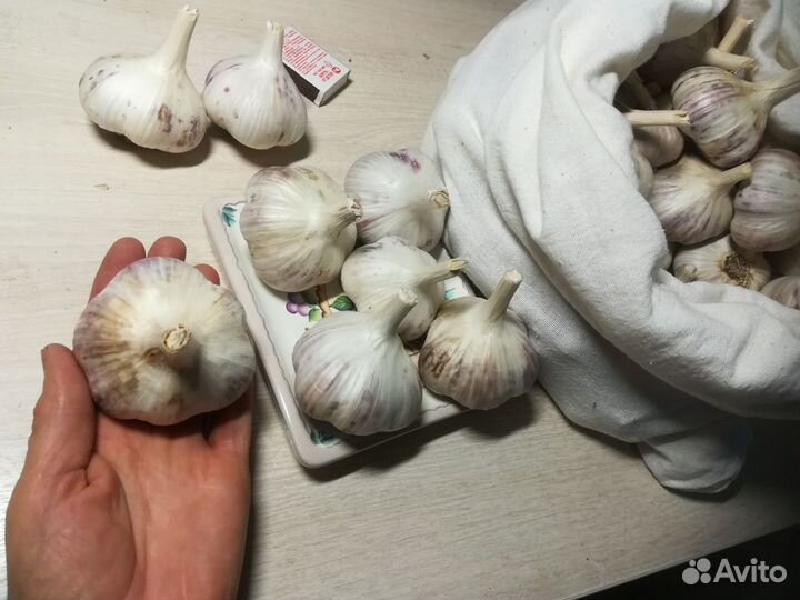 Озимый чеснок