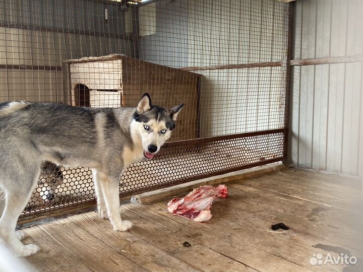 Хаски в добрые руки