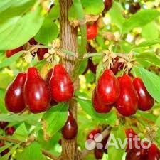 Саженцы Кизила Семён доставка