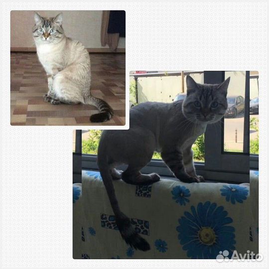 Груминг. Стрижка кошек