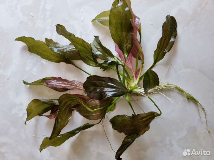 Аквариумные растения