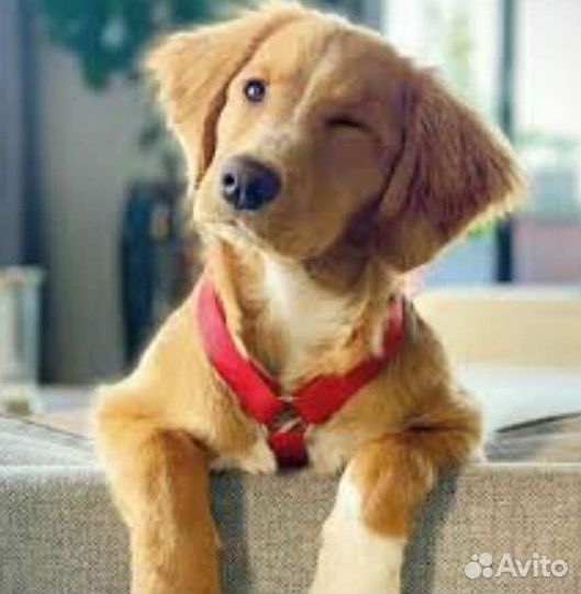 Выгульщик собак