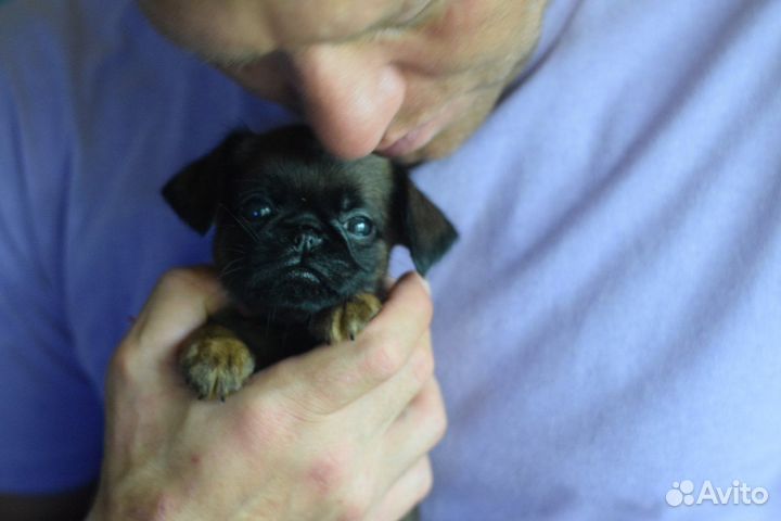 Девочки пти-брабансоны