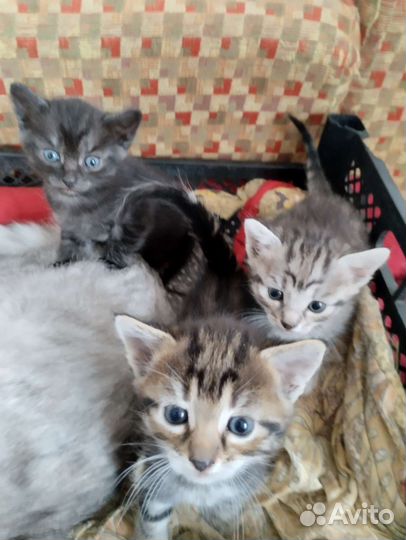 Котята в добрые руки