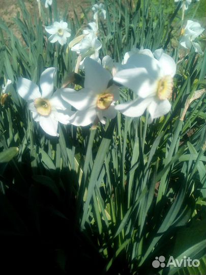 Нарциссы луковицы