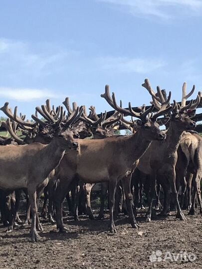 Марал алтайский