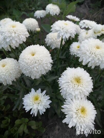 Ромашка Фиона