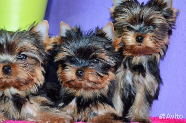 Кукольные девочки и мальчики РКФ