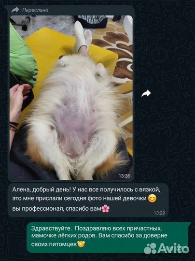 Инструктор по вязки собак