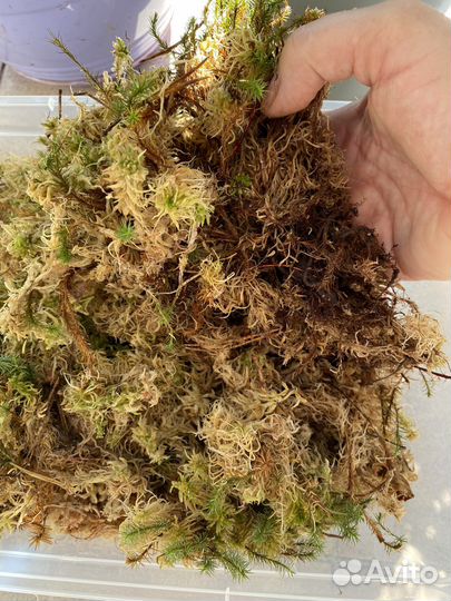 Мох сфагнум живой