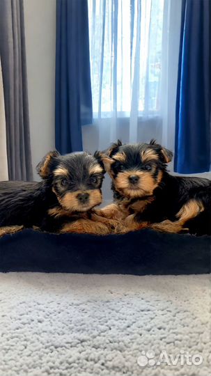 Йоркширский терьер щенки