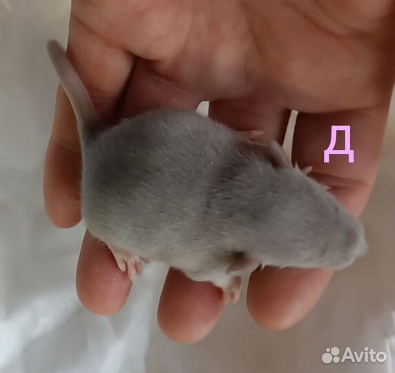 Крысята дамбо