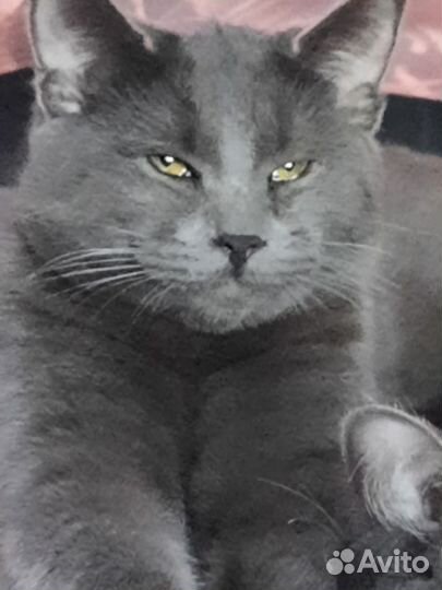 Кот русская голубая вязка