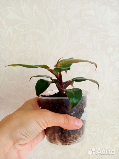 Филодендрон Ред сан