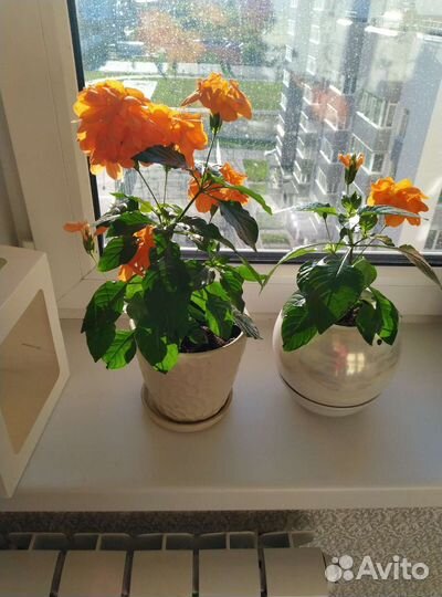 Кроссандра